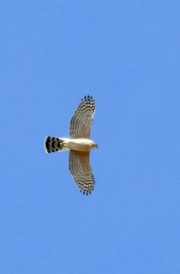 Cooper's Hawk - ML616203902