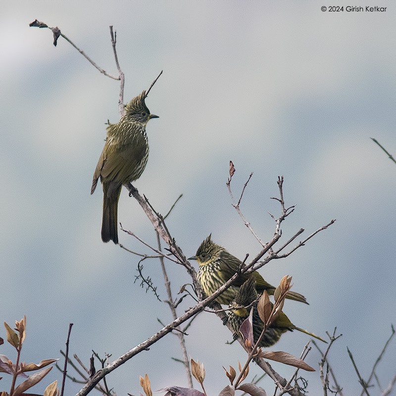 Striated Bulbul - GIRISH KETKAR