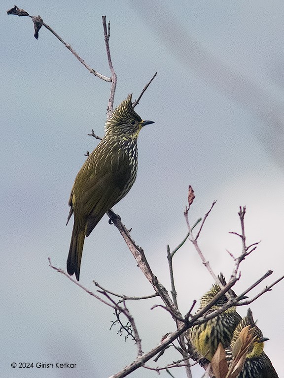 Striated Bulbul - GIRISH KETKAR