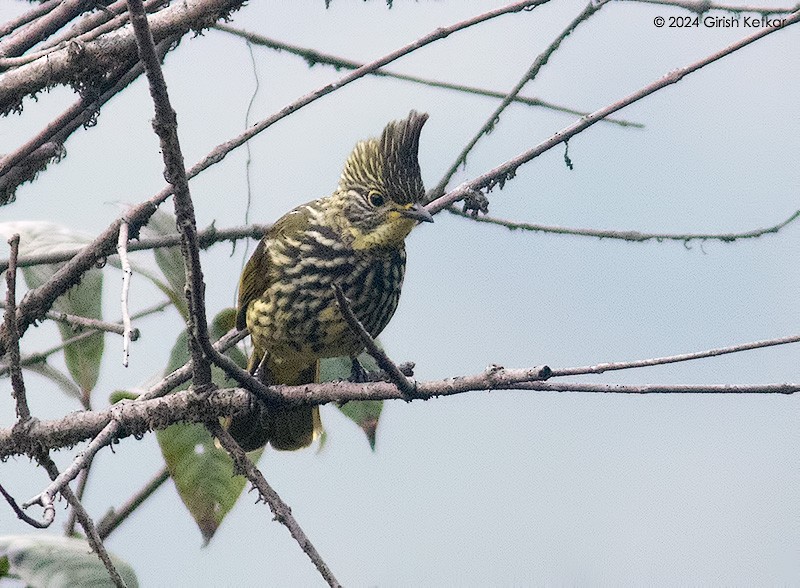 Bulbul Estriado - ML616203962