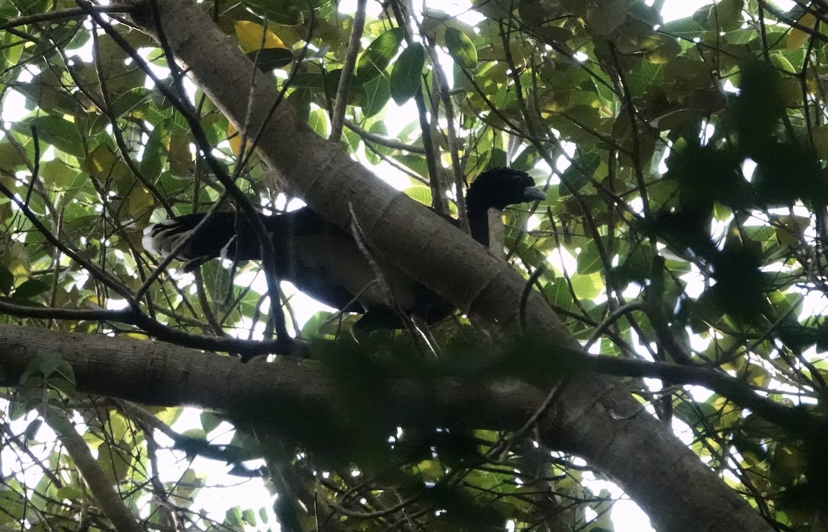 Blue-billed Curassow - Claire Bélanger