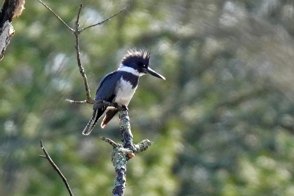 Belted Kingfisher - ML616204001