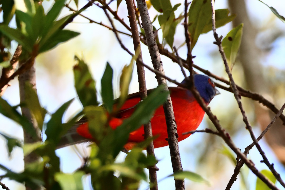 Painted Bunting - ML616204008
