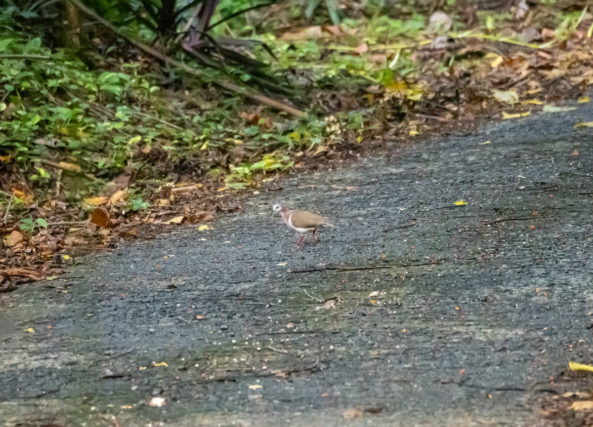 Caribbean Dove - ML616204013