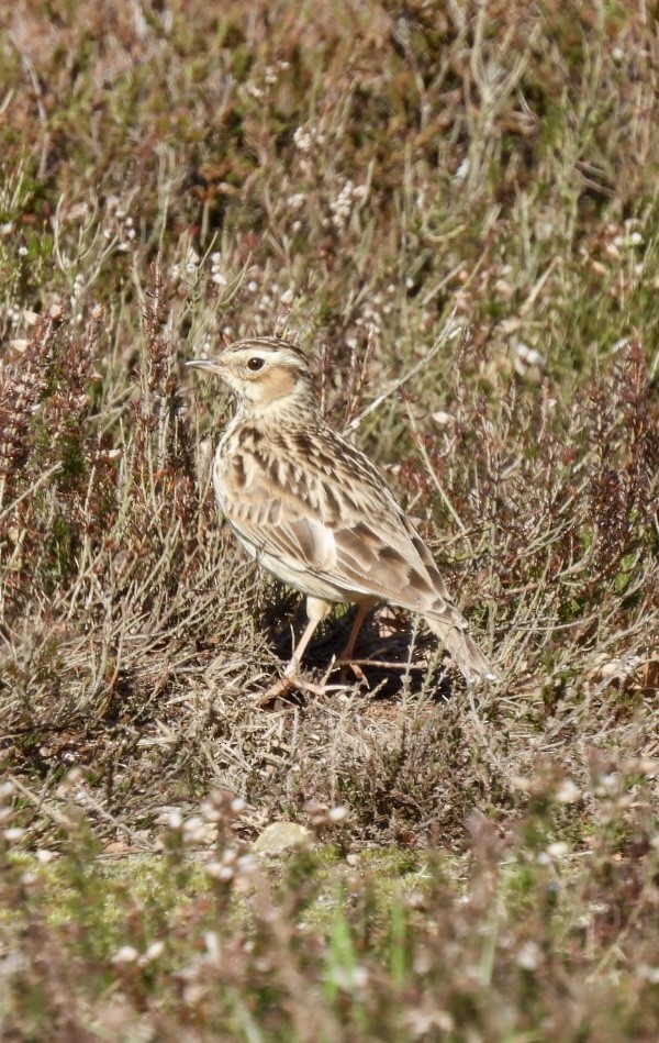 Wood Lark - ML616204014