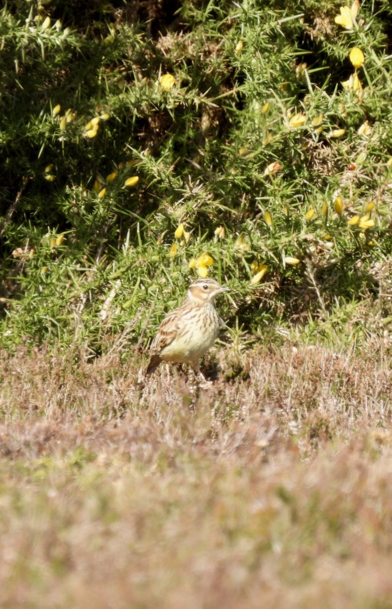 Wood Lark - ML616204017