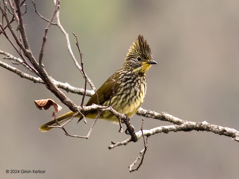 Striated Bulbul - GIRISH KETKAR