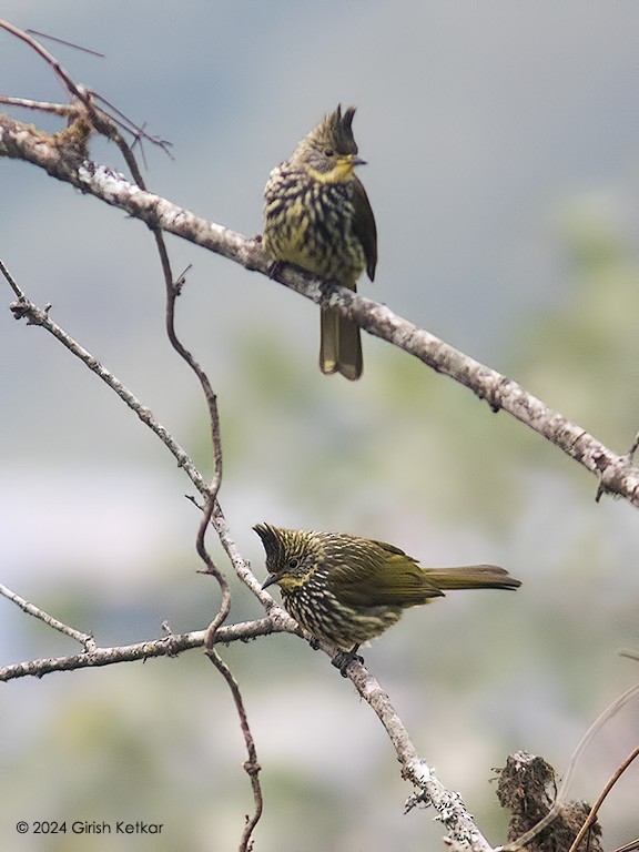 Striated Bulbul - GIRISH KETKAR