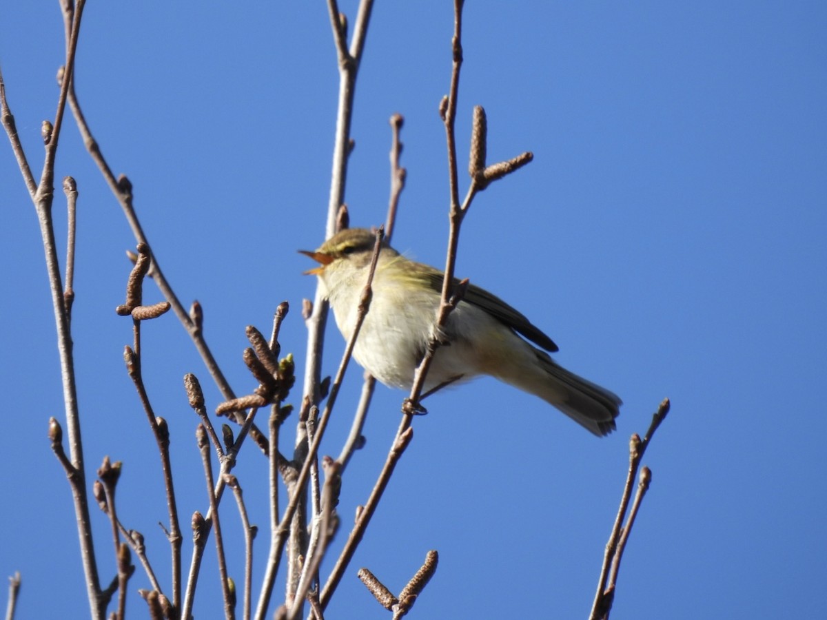 Common Chiffchaff - ML616204029