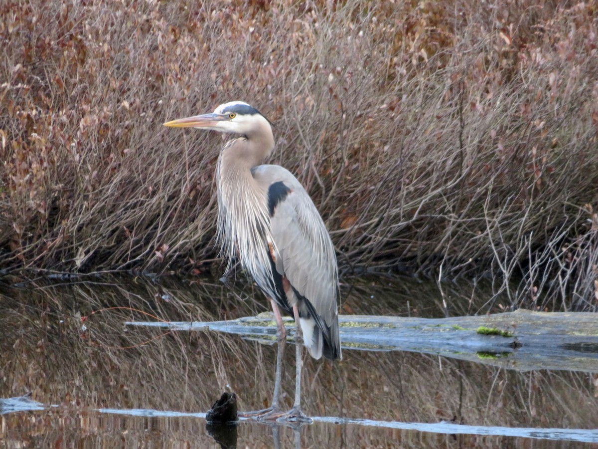 Garza Azulada - ML616204117