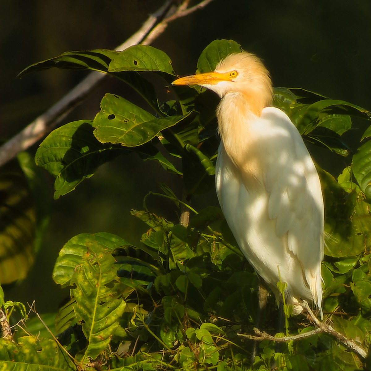 Eastern Cattle Egret - ML616204135