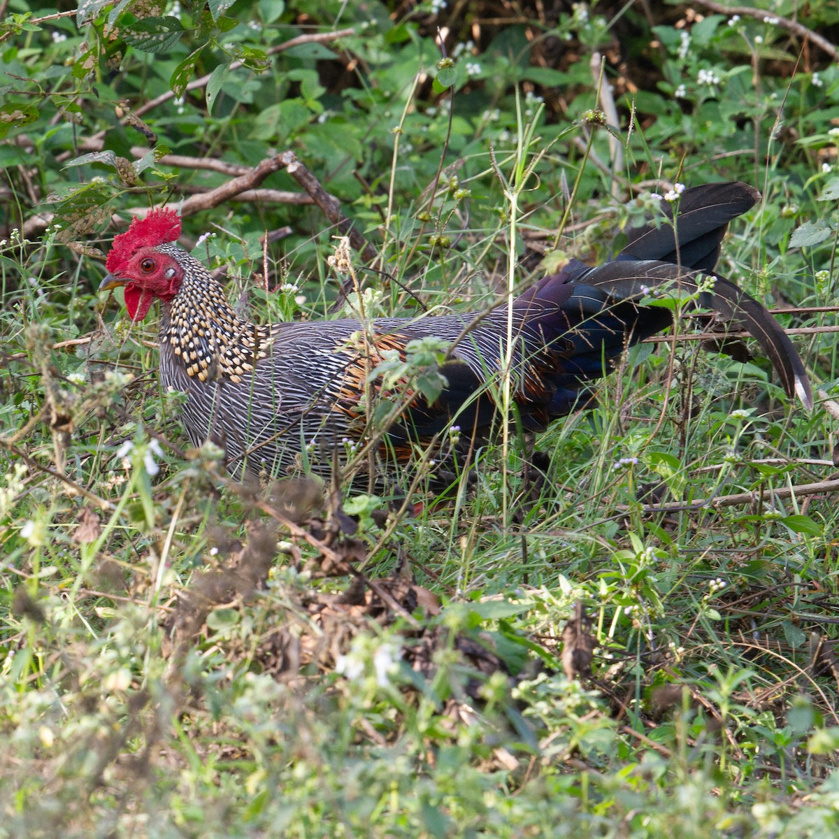 Gray Junglefowl - ML616204180