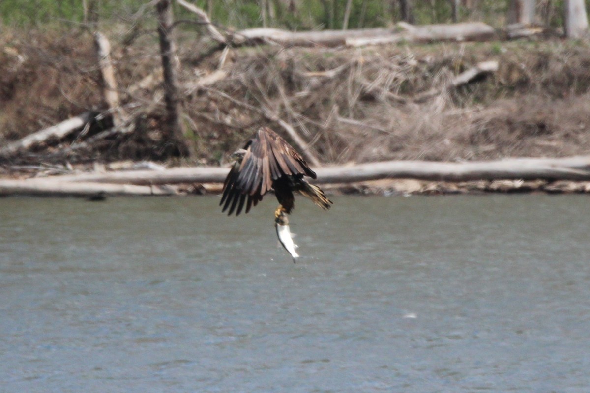 Bald Eagle - ML616204181