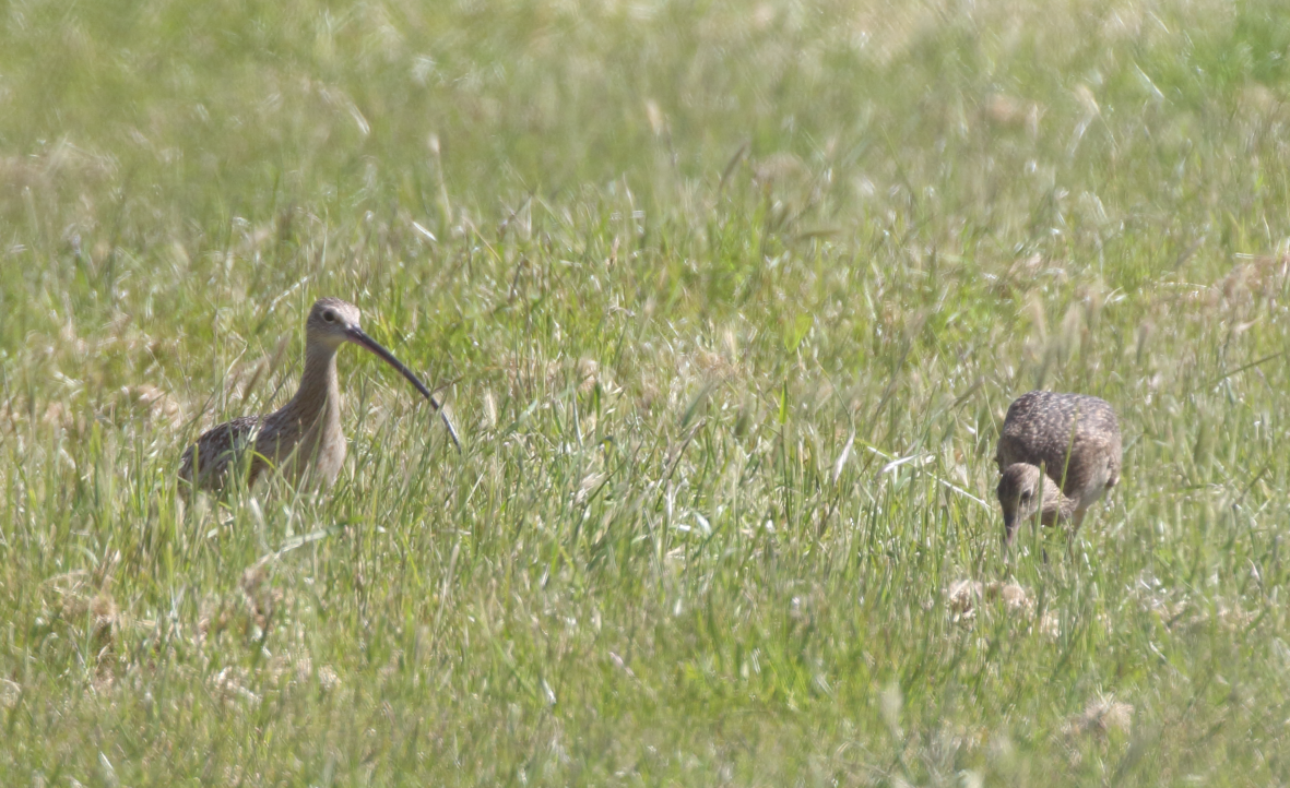 Long-billed Curlew - C. Jackson