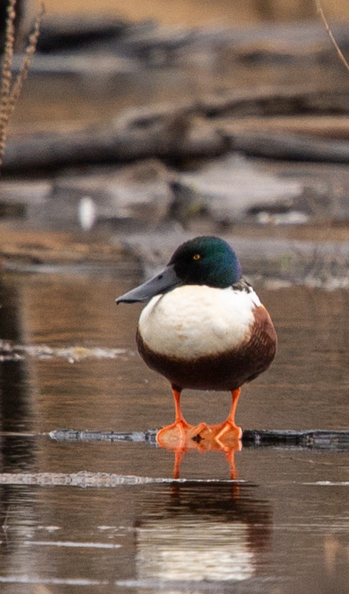 lžičák pestrý - ML616204211