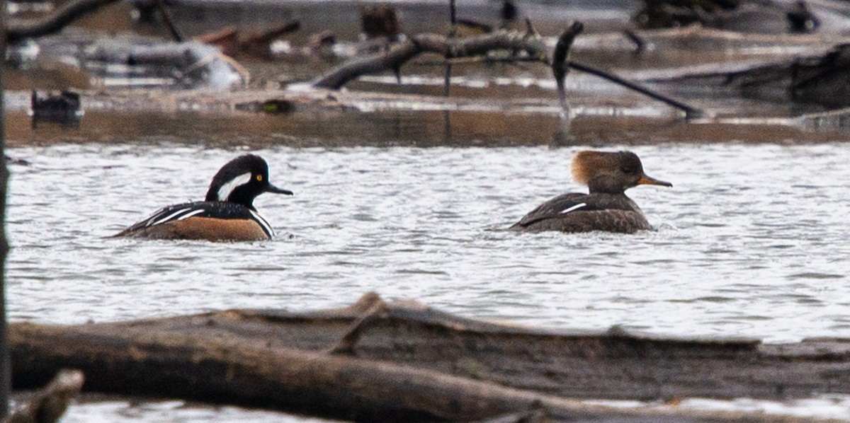 morčák chocholatý - ML616204224