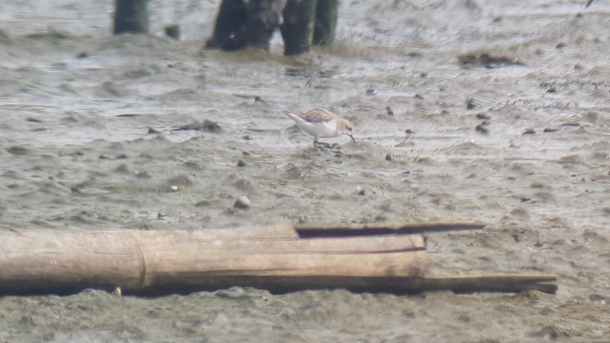 Little Stint - ML616204232