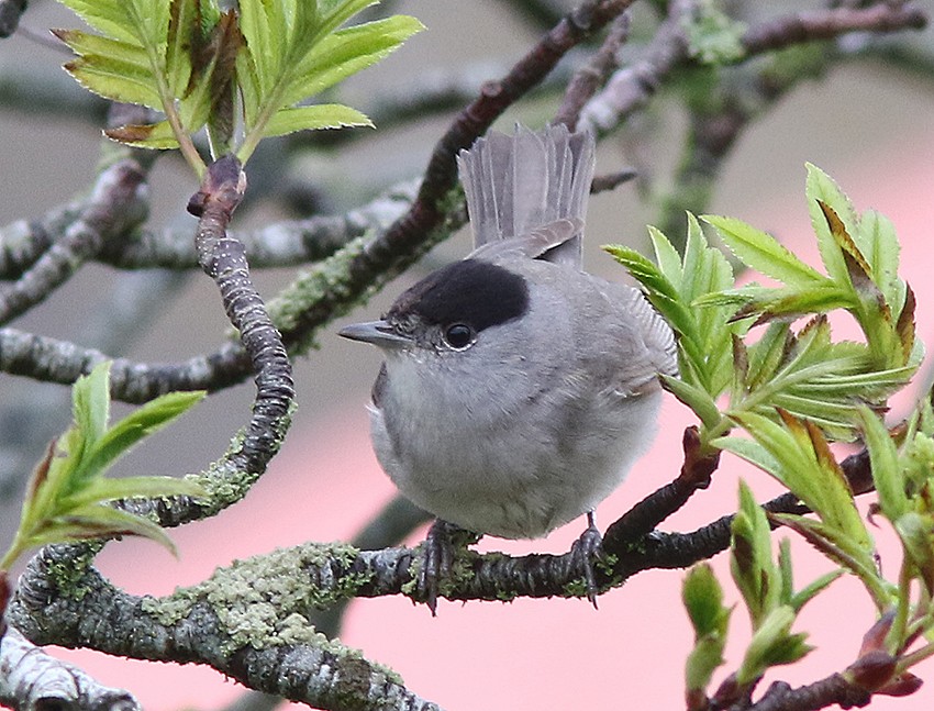 Eurasian Blackcap - ML616204241