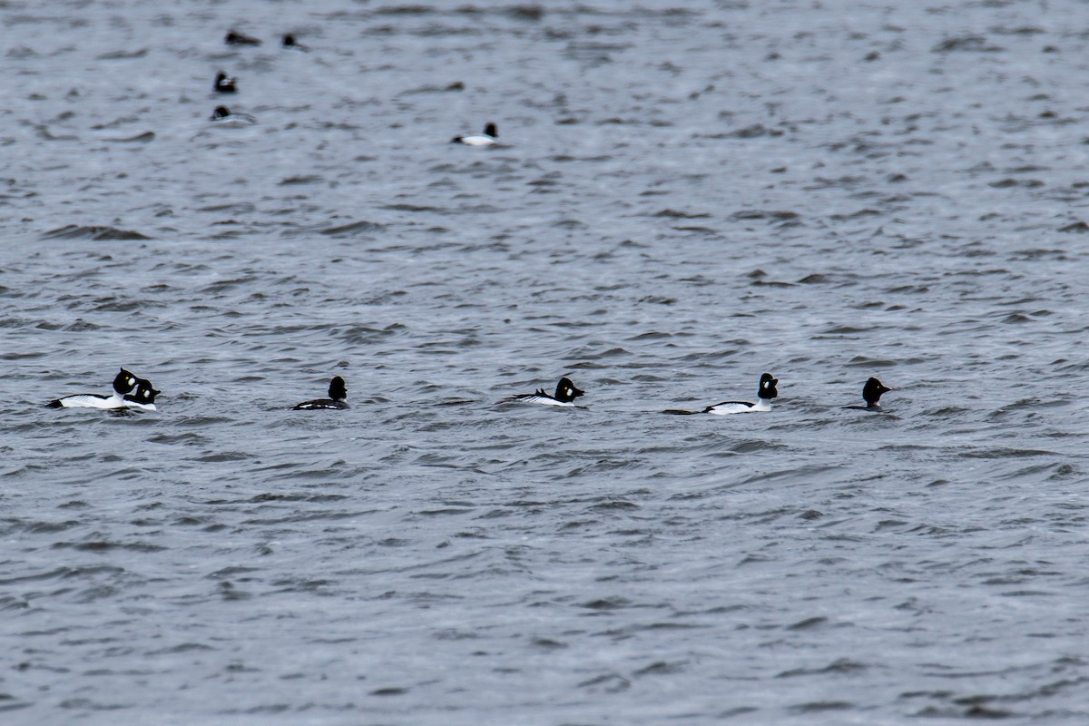 Common Goldeneye - Joshua  Vincent