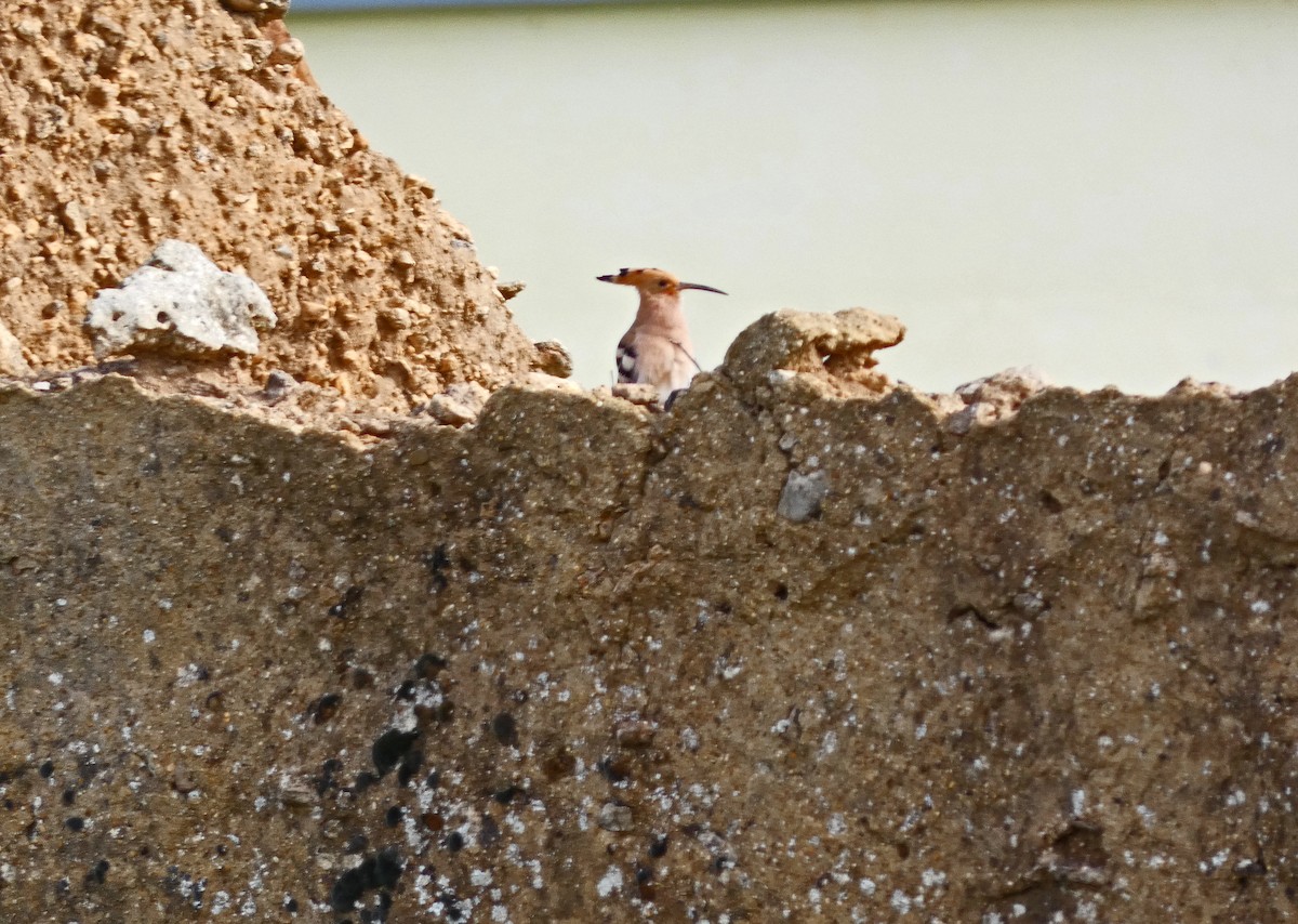 Eurasian Hoopoe - ML616204248