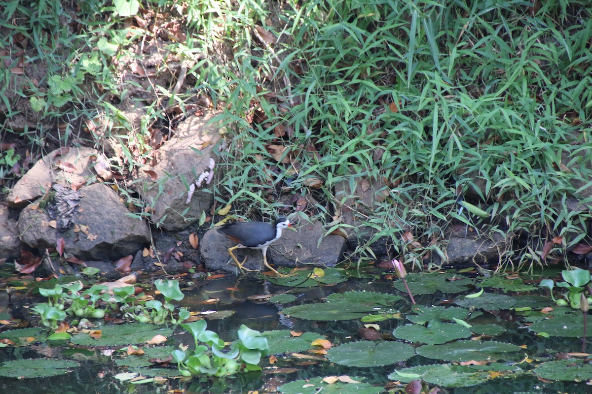 White-breasted Waterhen - ML616204266