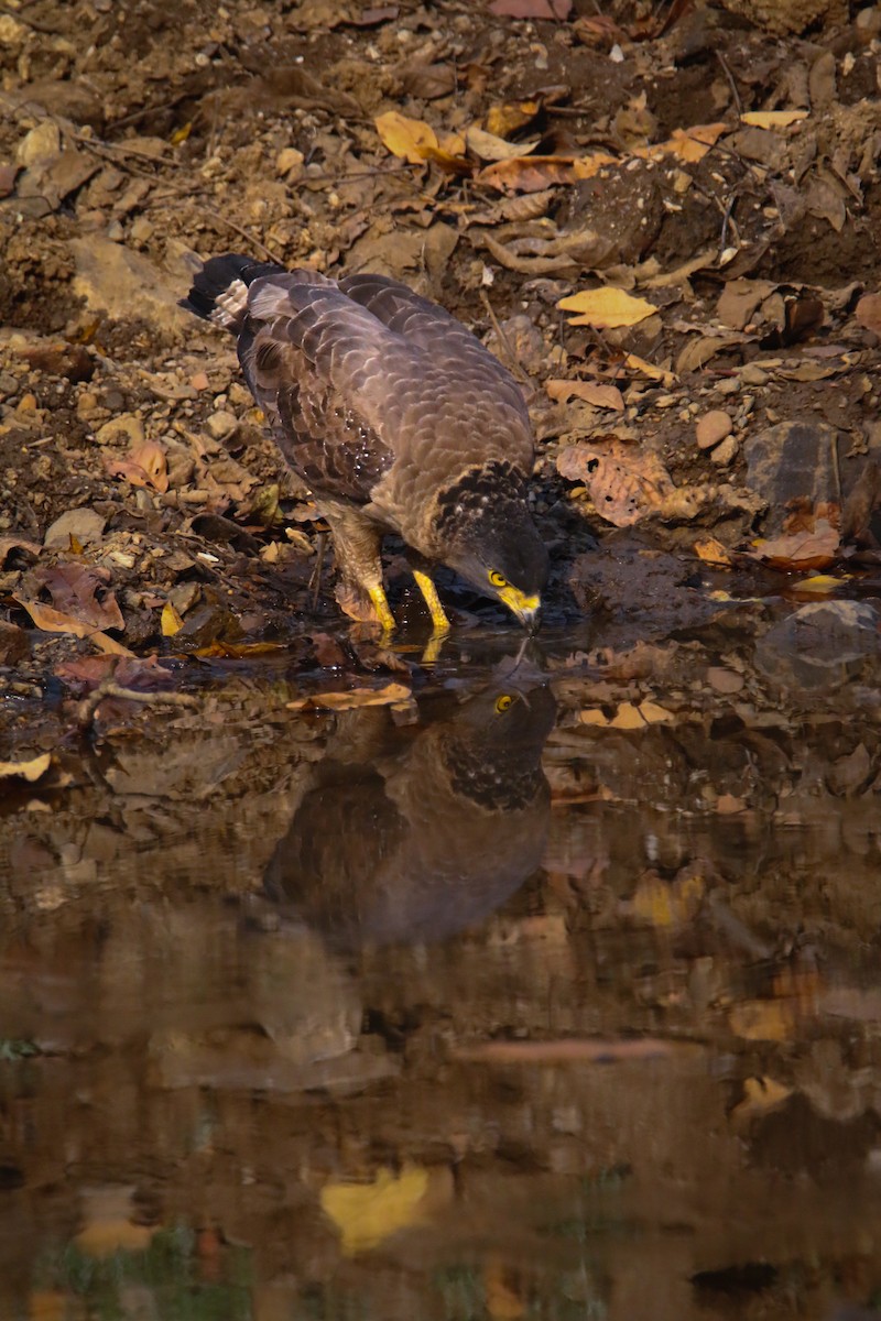 Crested Serpent-Eagle - ML616204286
