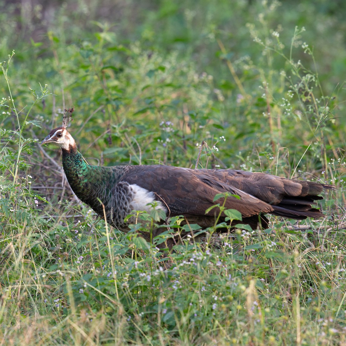 Indian Peafowl - ML616204290