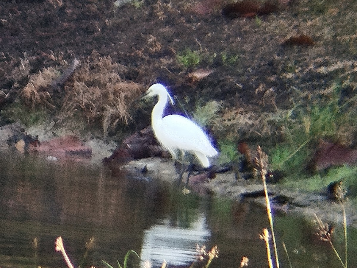 Little Egret - Lars Mannzen