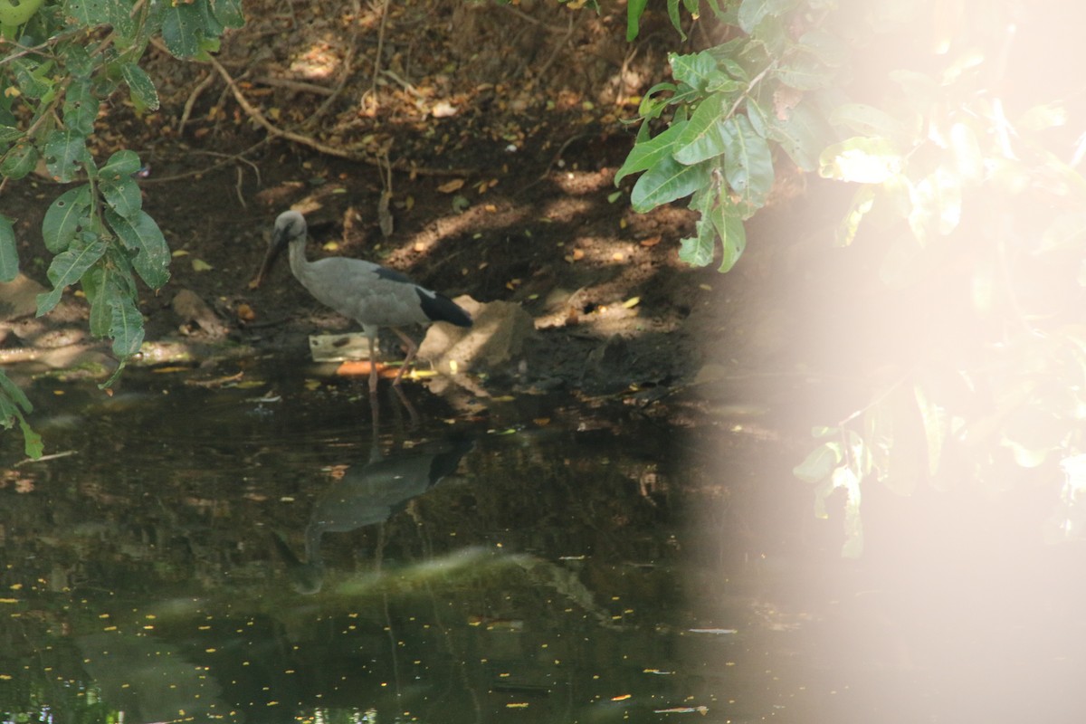 Asian Openbill - ML616204304