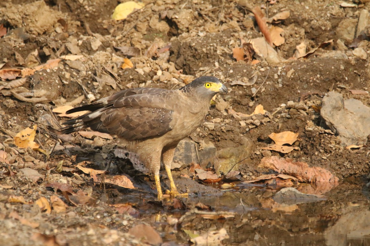 Crested Serpent-Eagle - ML616204305