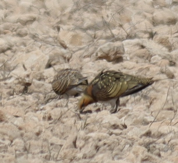 Pin-tailed Sandgrouse - ML616204316