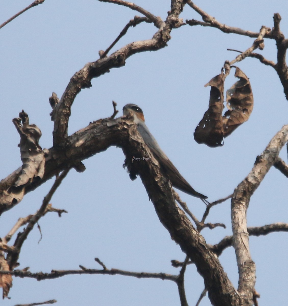 Crested Treeswift - ML616204319