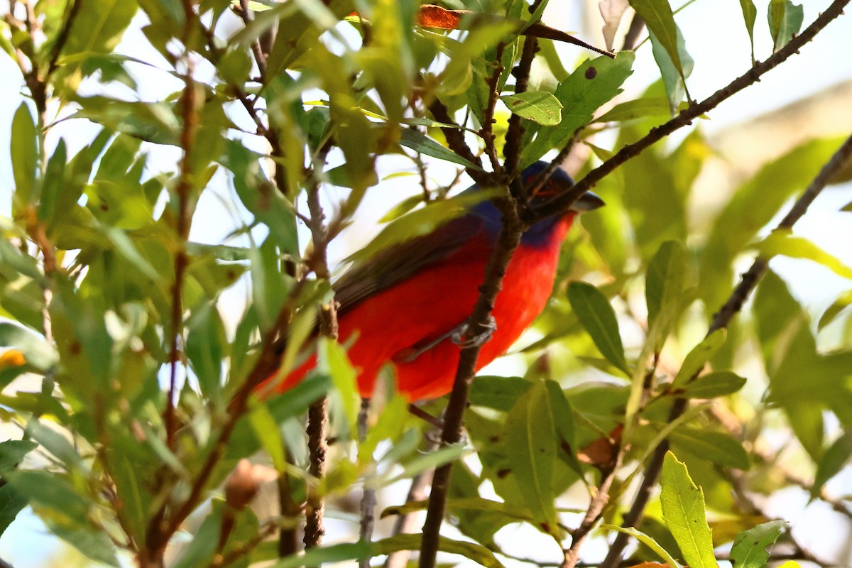 Painted Bunting - ML616204357