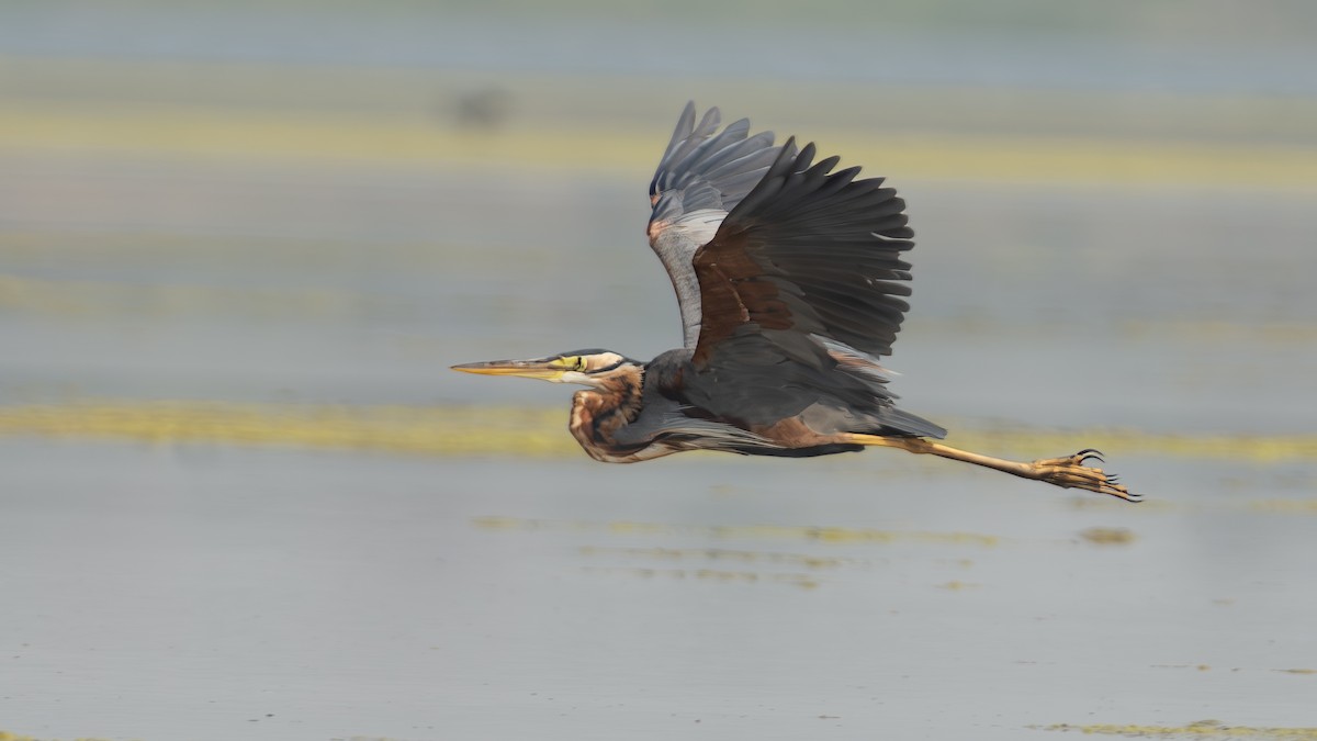 Purple Heron - Sayanta  Basak