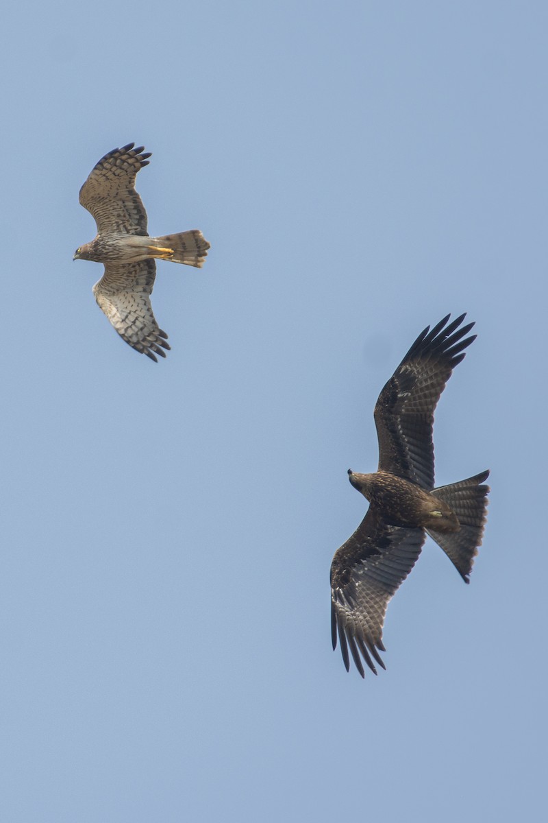 Eastern Marsh Harrier - ML616204390