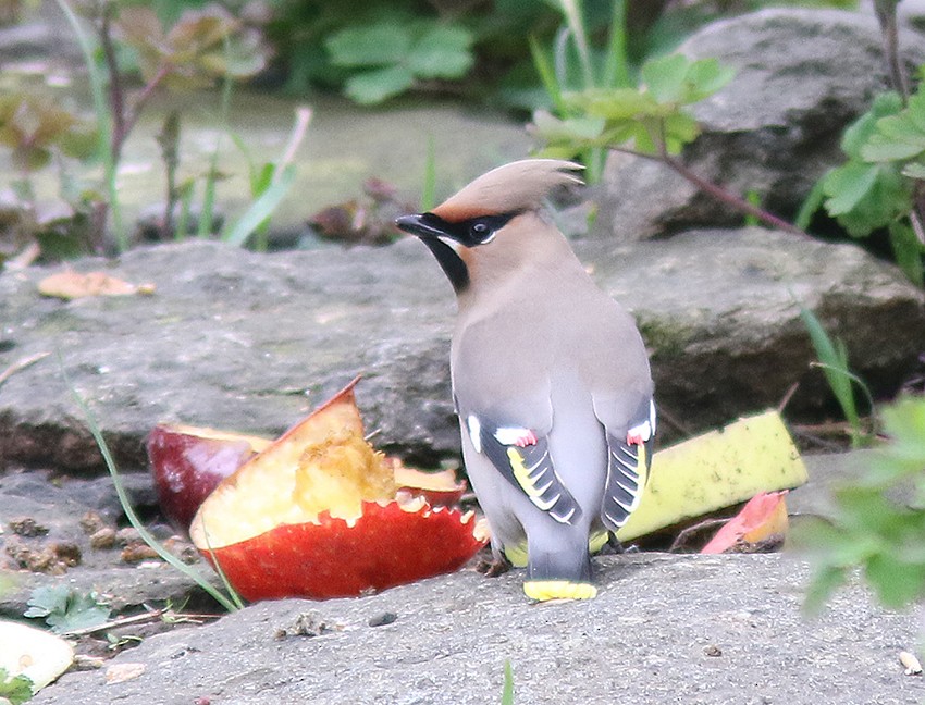 Bohemian Waxwing - ML616204444