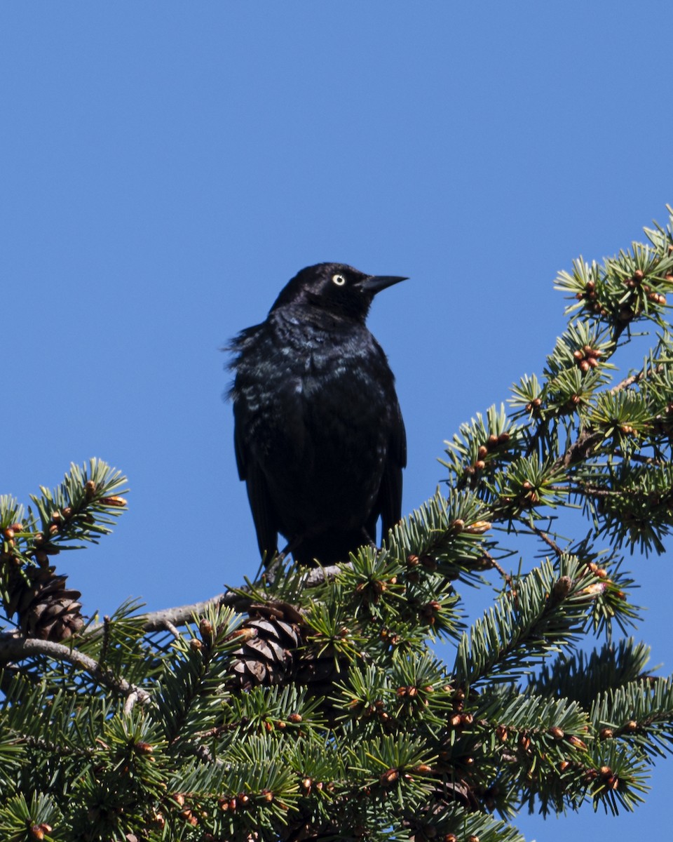 Brewer's Blackbird - ML616204464