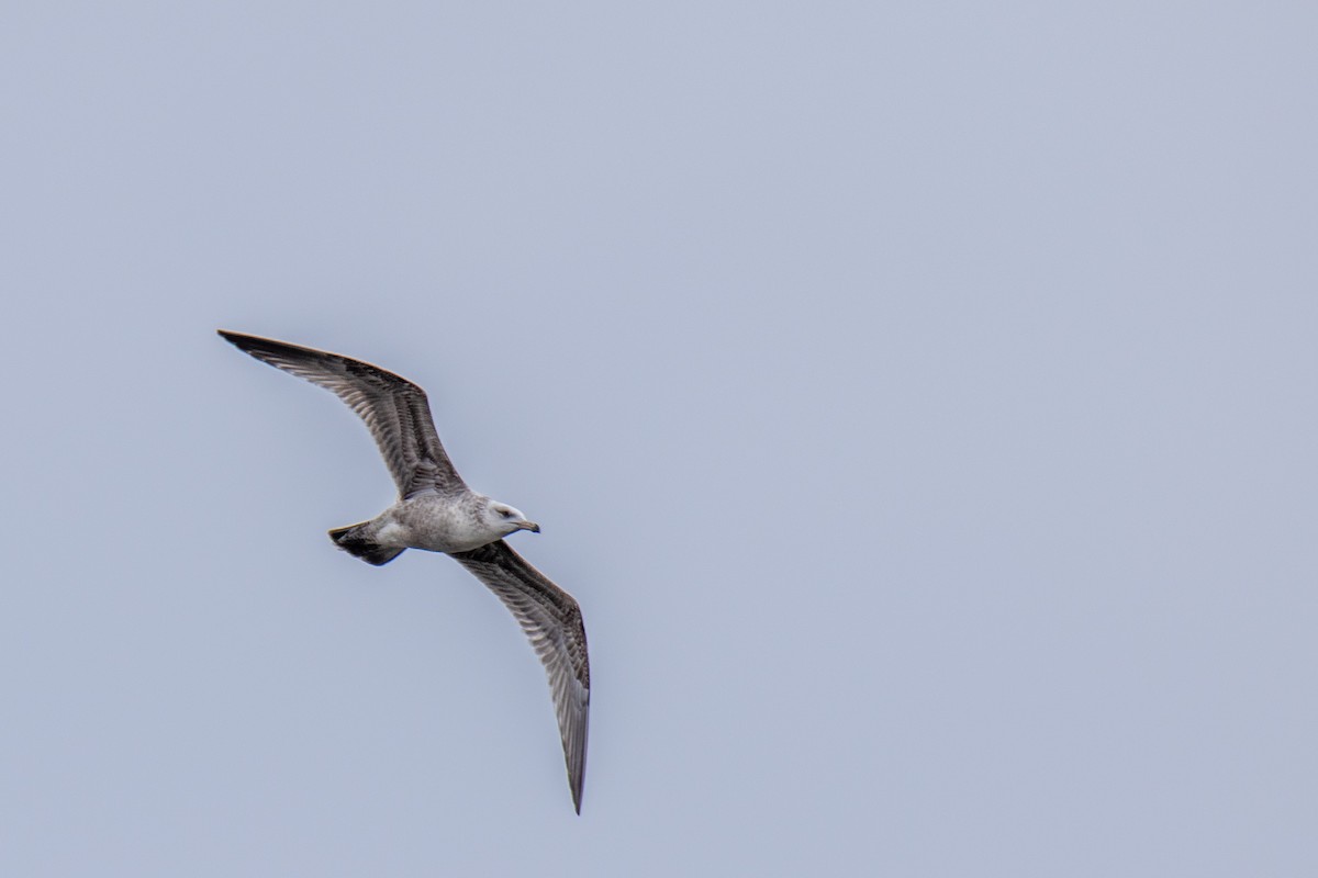 Herring Gull - ML616204483