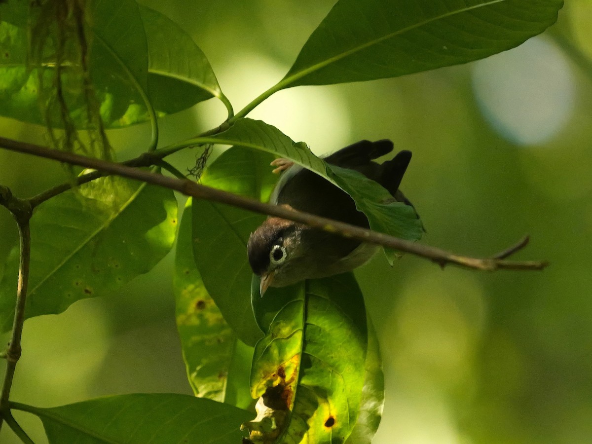 Black-capped Speirops - ML616204491