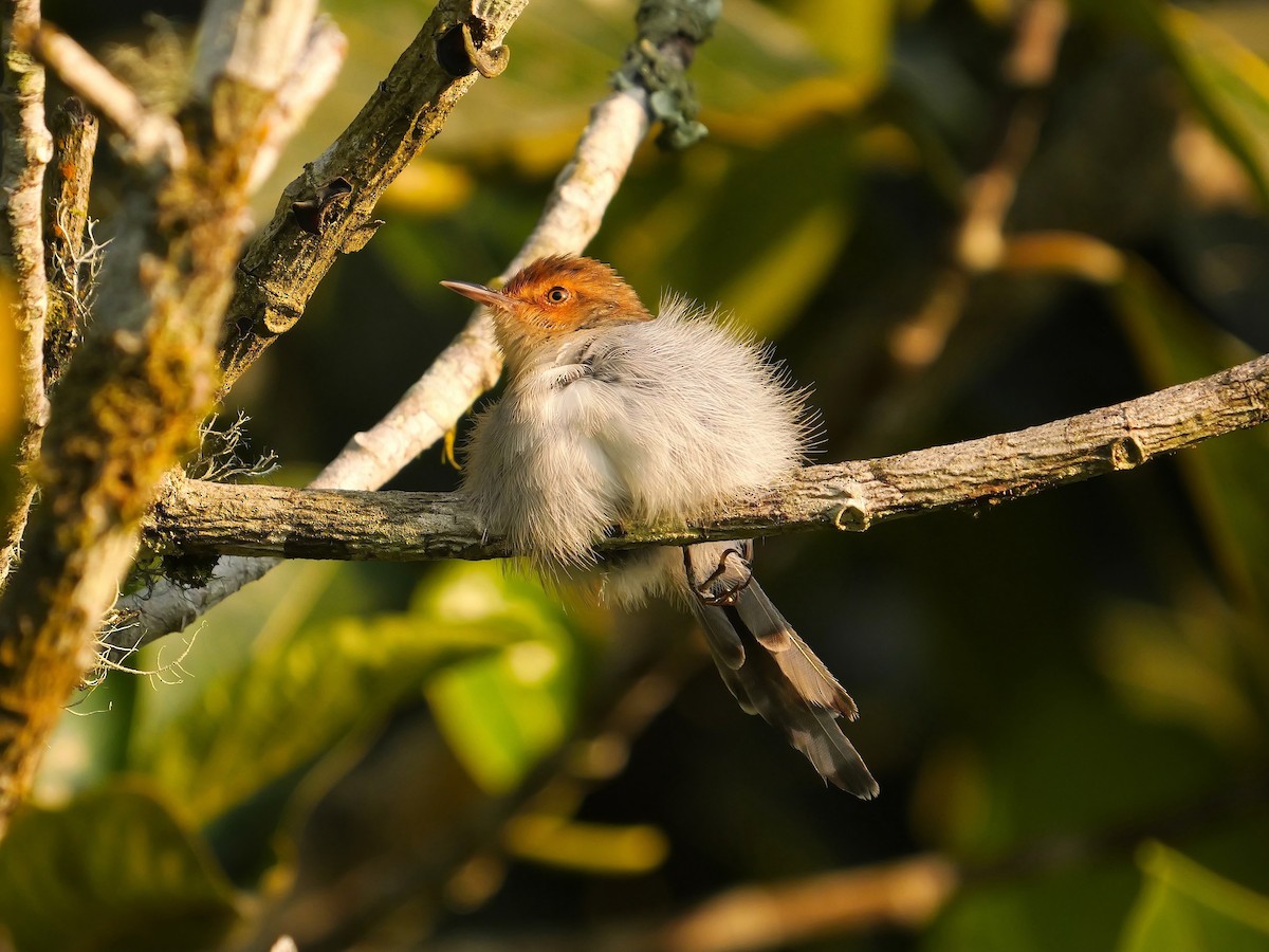 Prinia de Sao Tomé - ML616204492