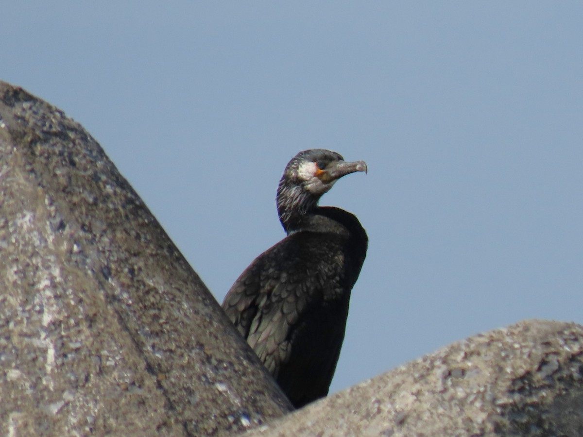 Japanese Cormorant - ML616204512