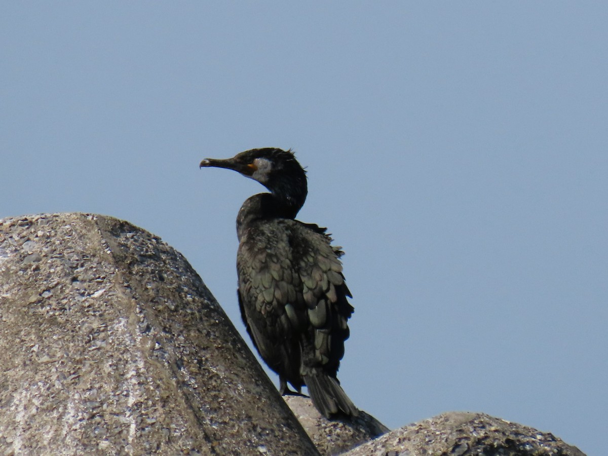 Japanese Cormorant - ML616204516