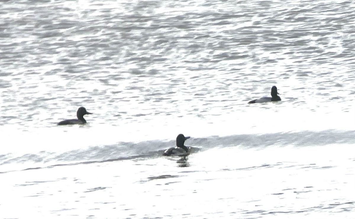 Lesser Scaup - ML616204540