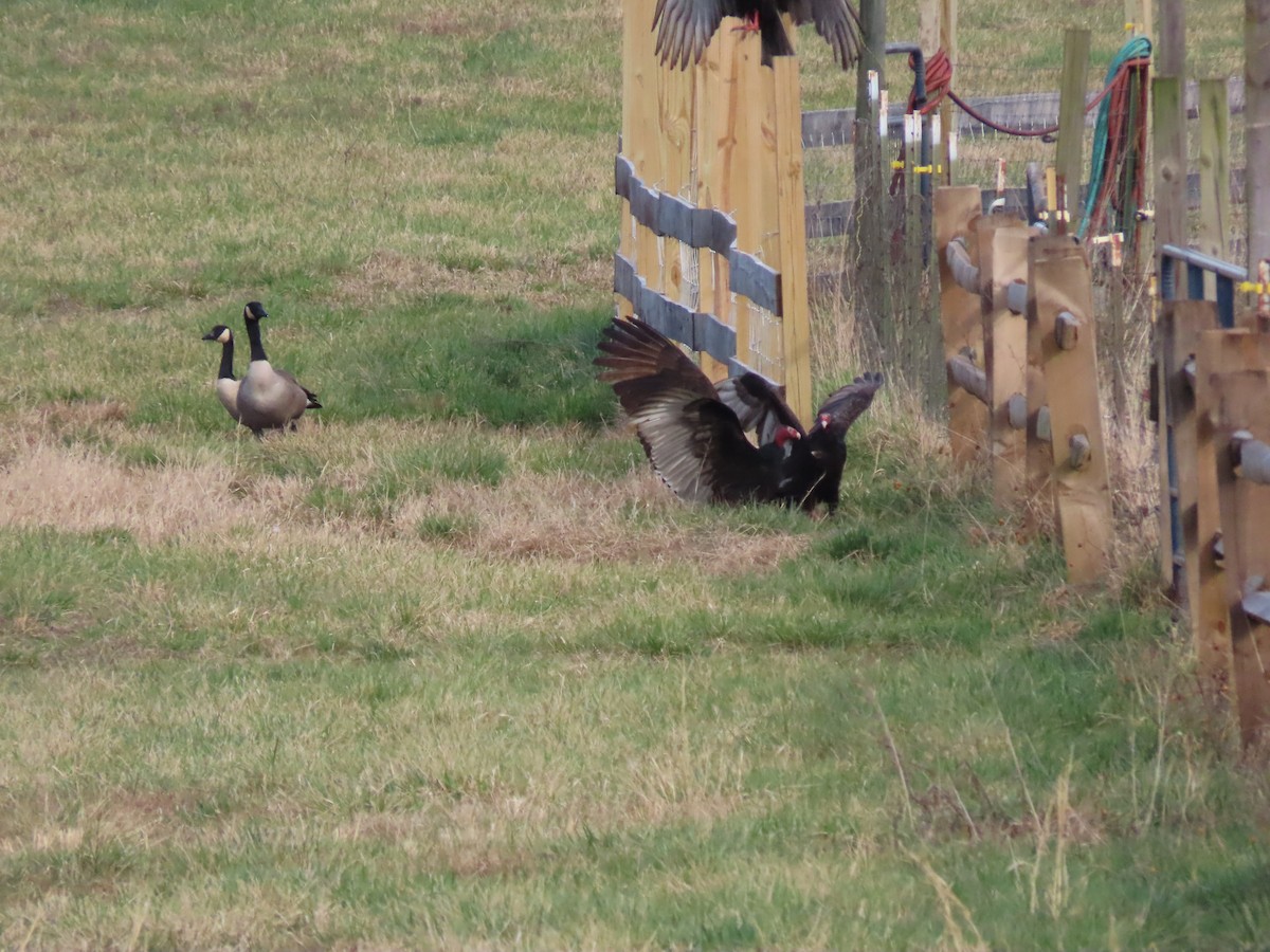 Turkey Vulture - Linda Vitchock