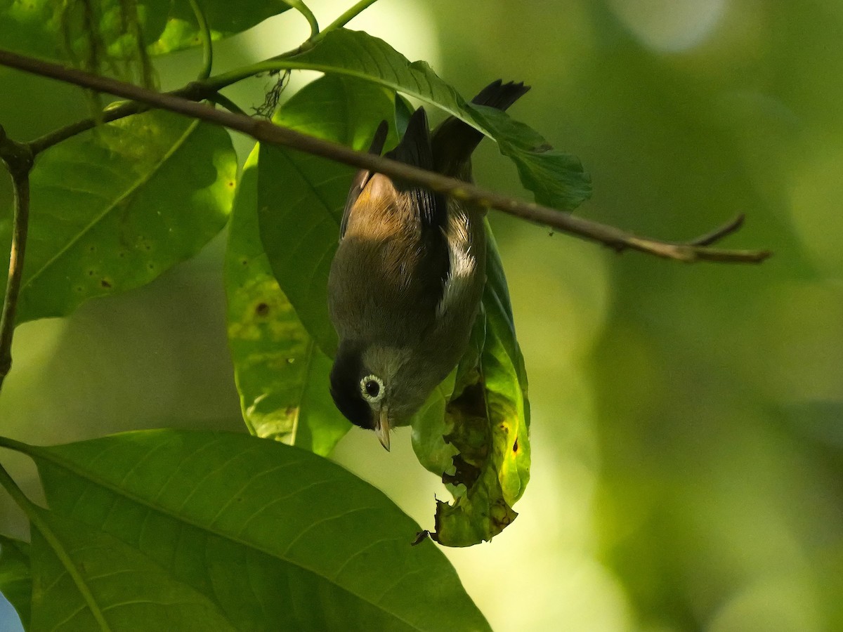 Black-capped Speirops - ML616204554