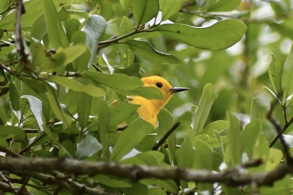 Prothonotary Warbler - Kaila Authement