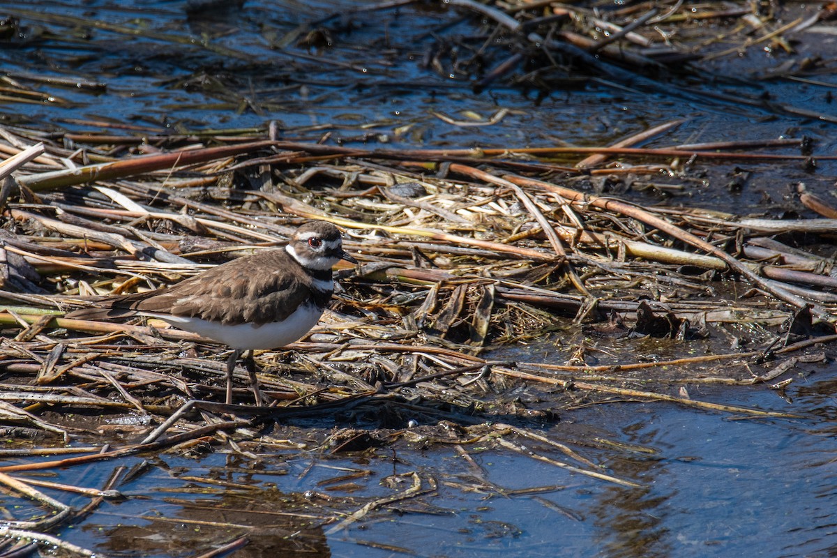 Killdeer - ML616204589