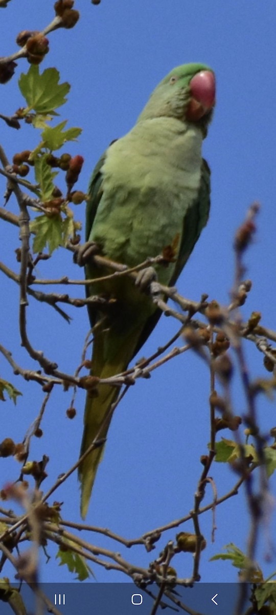 Yeşil Papağan - ML616204628