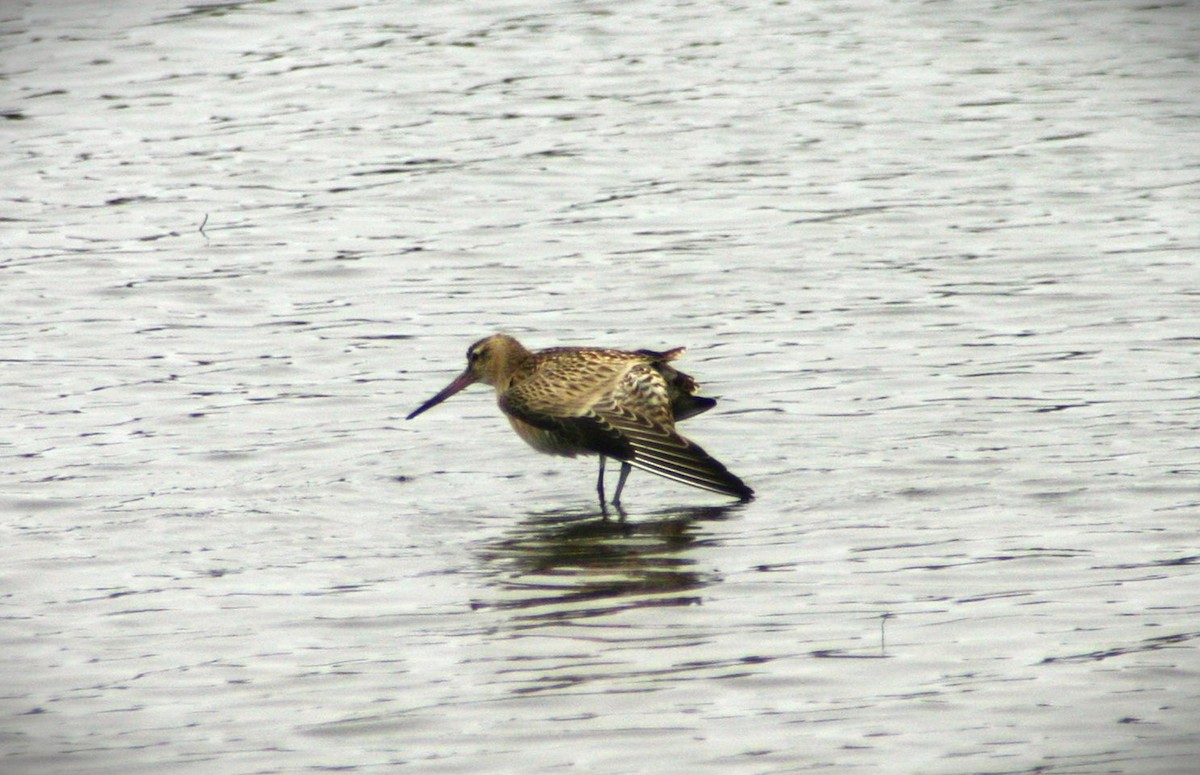 Bar-tailed Godwit (Siberian) - ML616204671