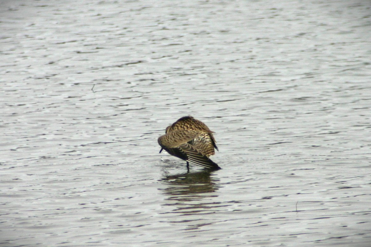 Bar-tailed Godwit (Siberian) - ML616204672